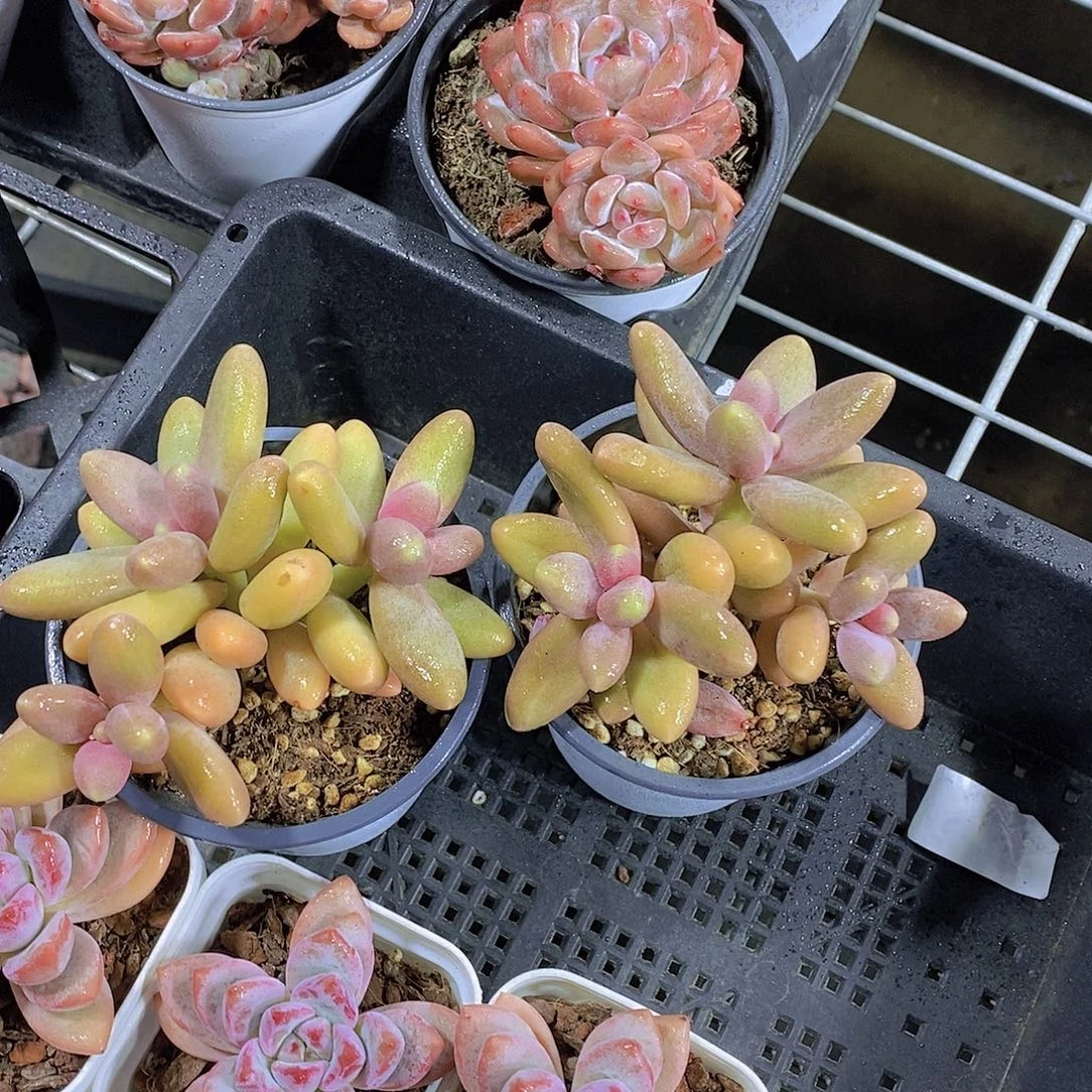 糖果美人群福利一颗量拍