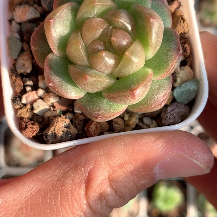 油亮东云体。          55号