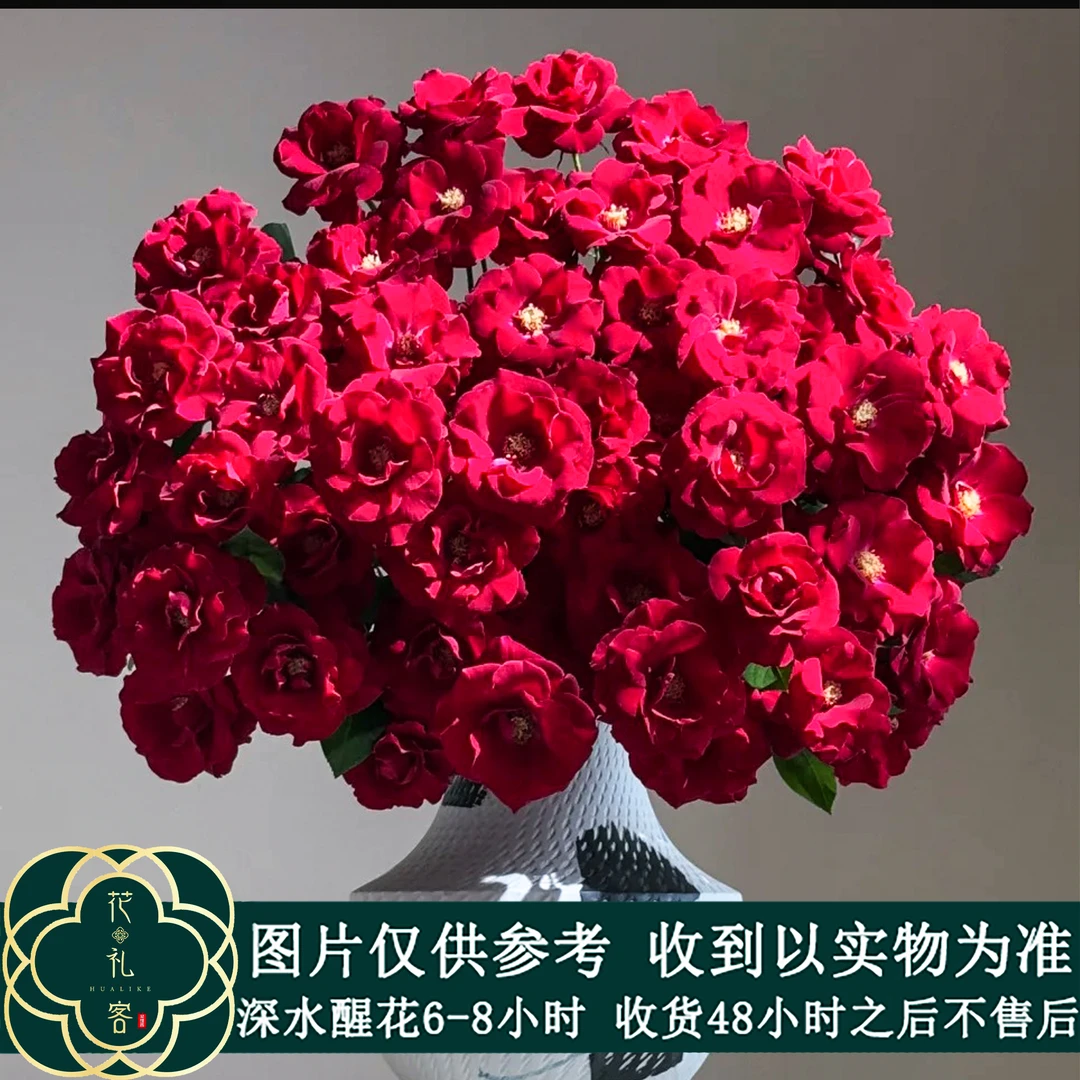 #【红月芭比】高品质鲜切花云南基地直采顺丰直发玫瑰花