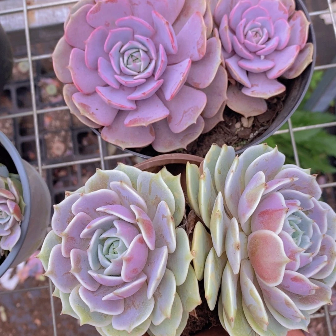 粉蝶➕露娜莲 双头起发各一盆