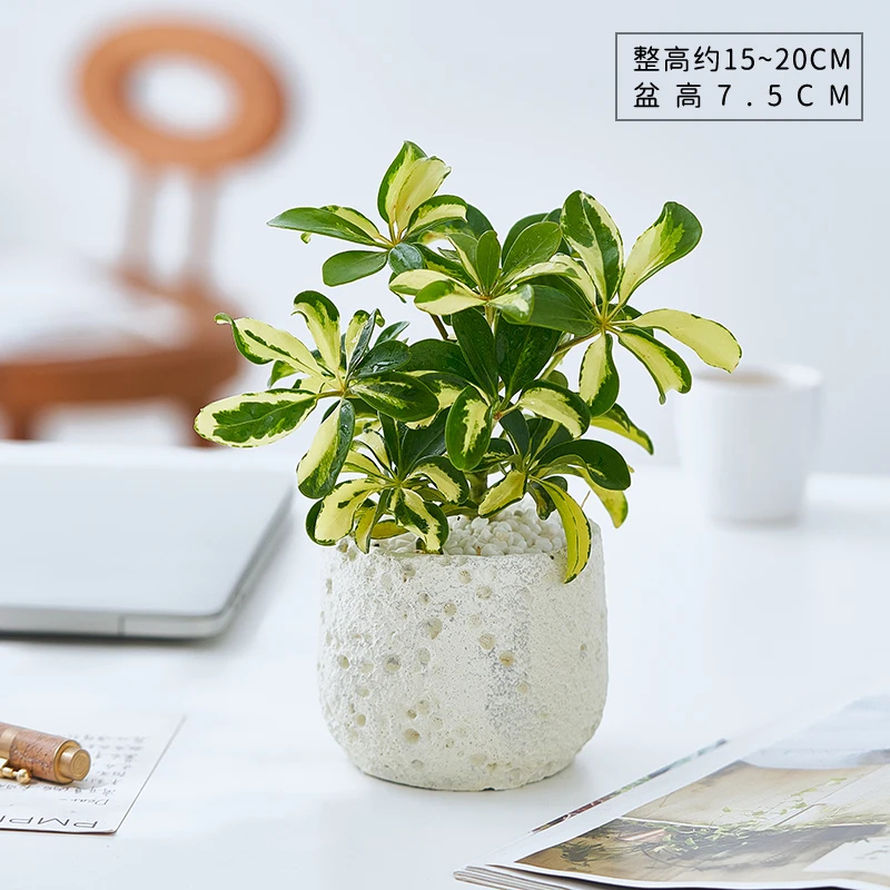 花叶鸭脚木盆栽门口室内卧室办公室工位绿植高级感好养活四季植物