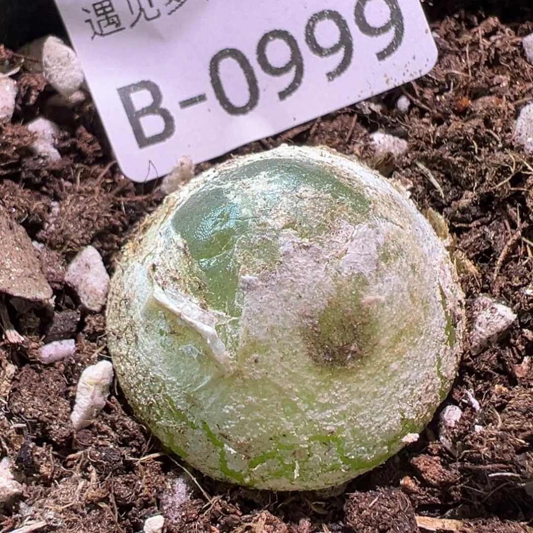 多肉植物1111111111111111111