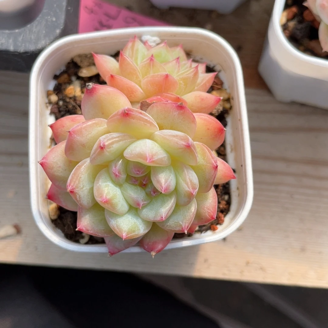 优选寒绯珍妮1236