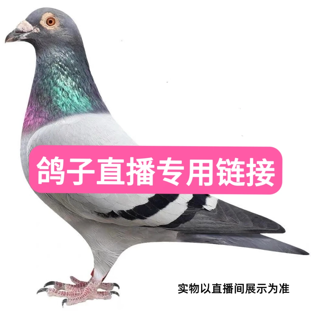 小阿哥严选-生鲜鸽肉以直播间编码为准