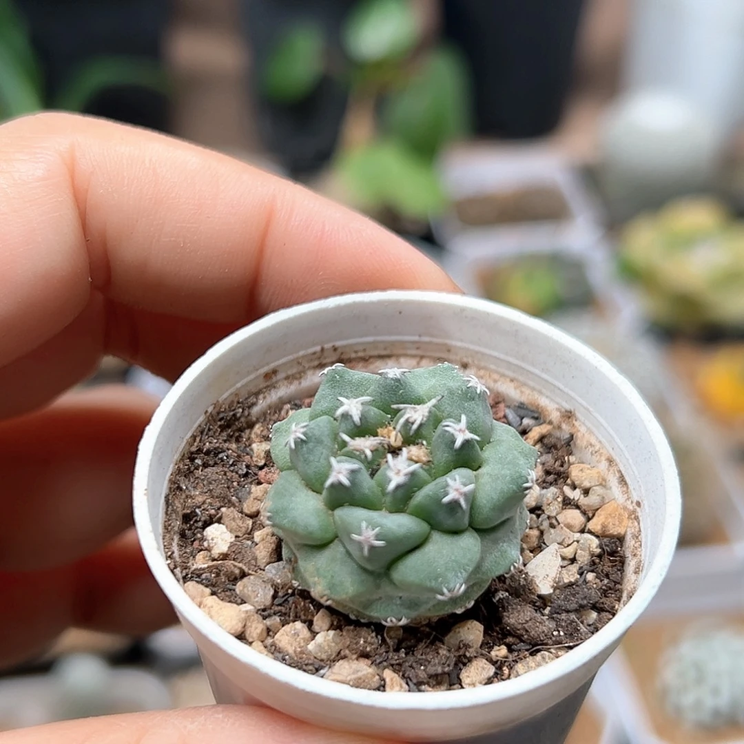 无花朵赤花娇丽实生球一颗