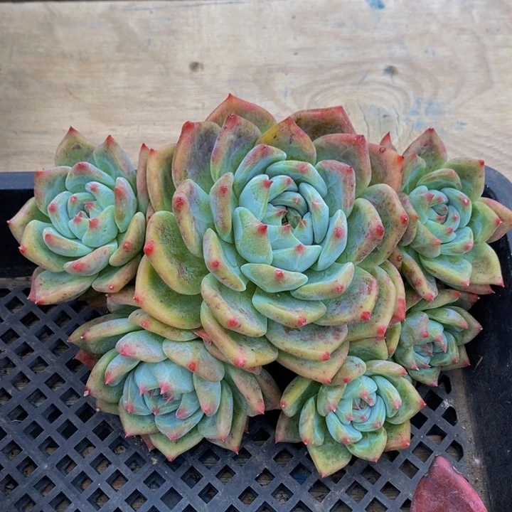白拉糖 多肉植物11111
