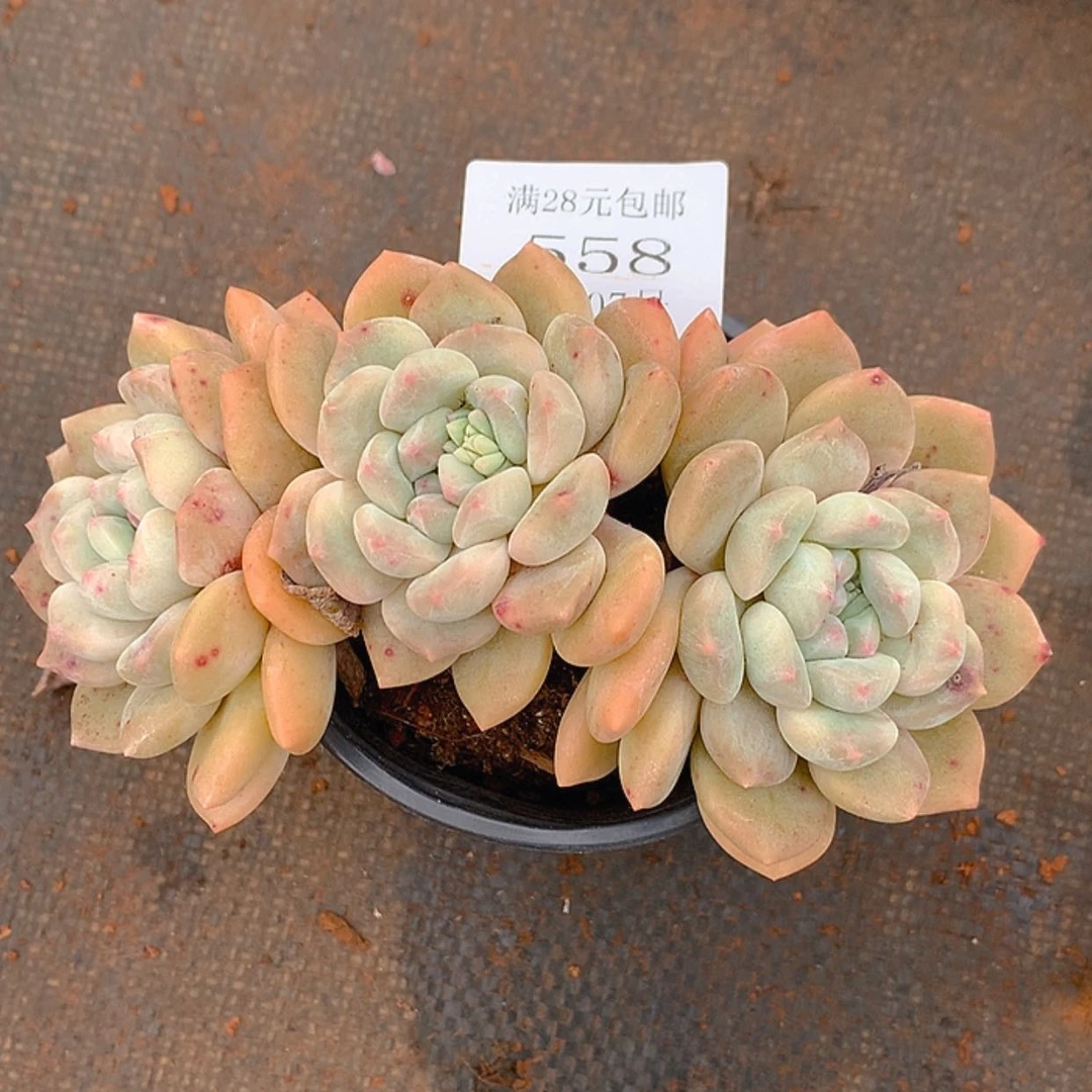 【闪购商品】云558