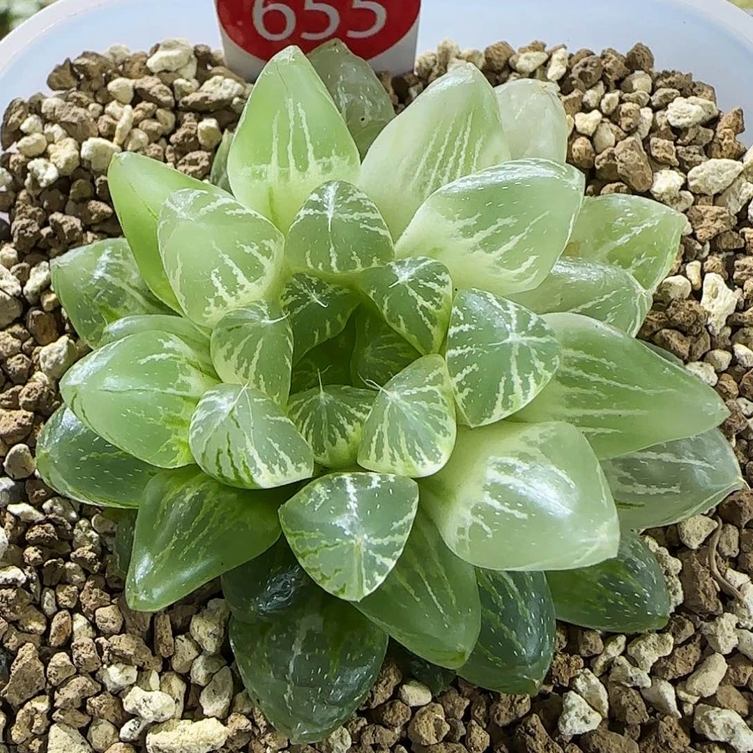 655号非组糊斑雪花玉露锦6左右一物一拍带盆土