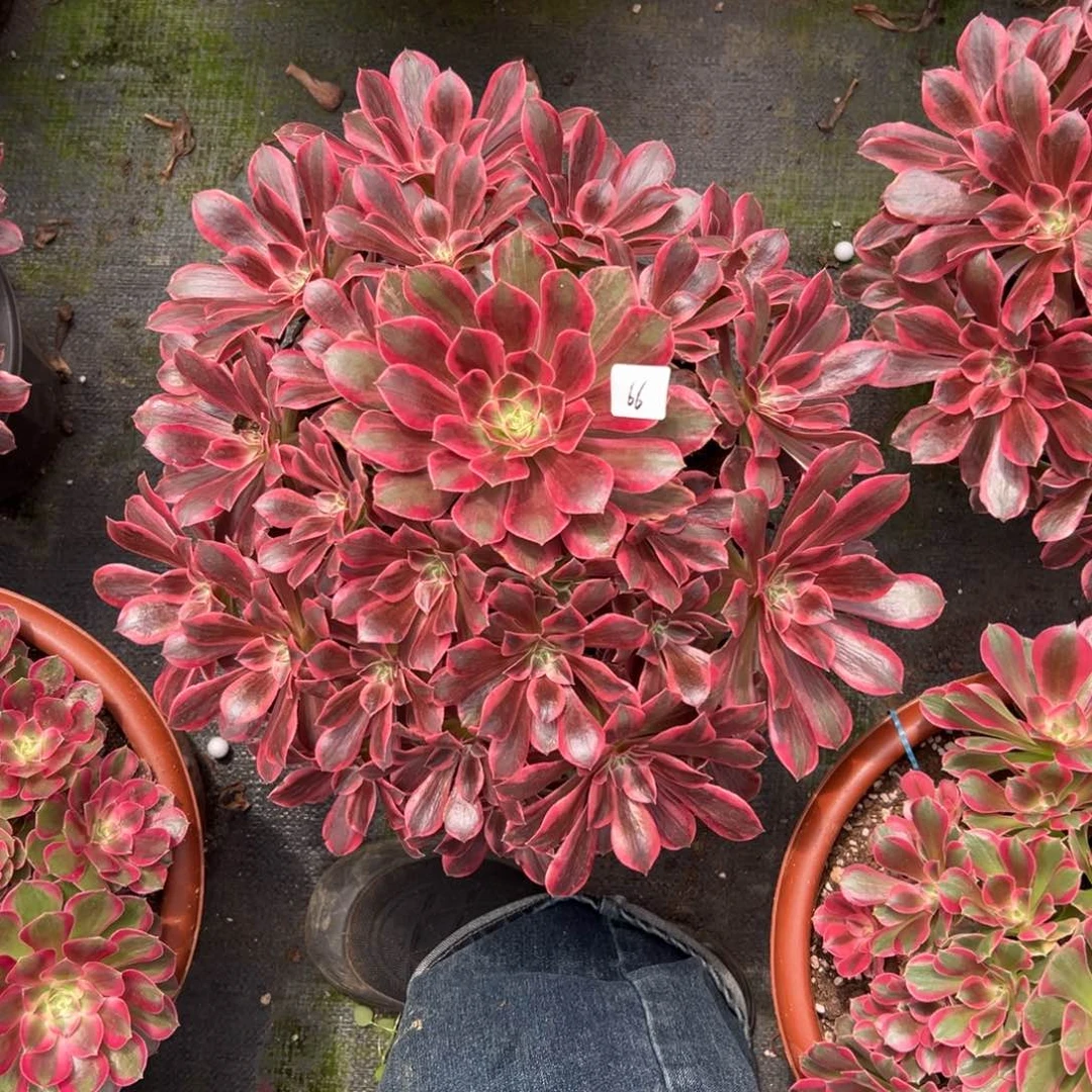 @*暖66幻沙多肉植物系