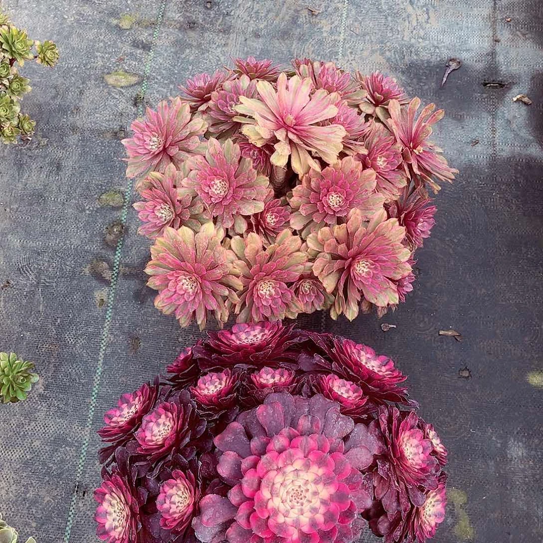 法师多肉植物f s