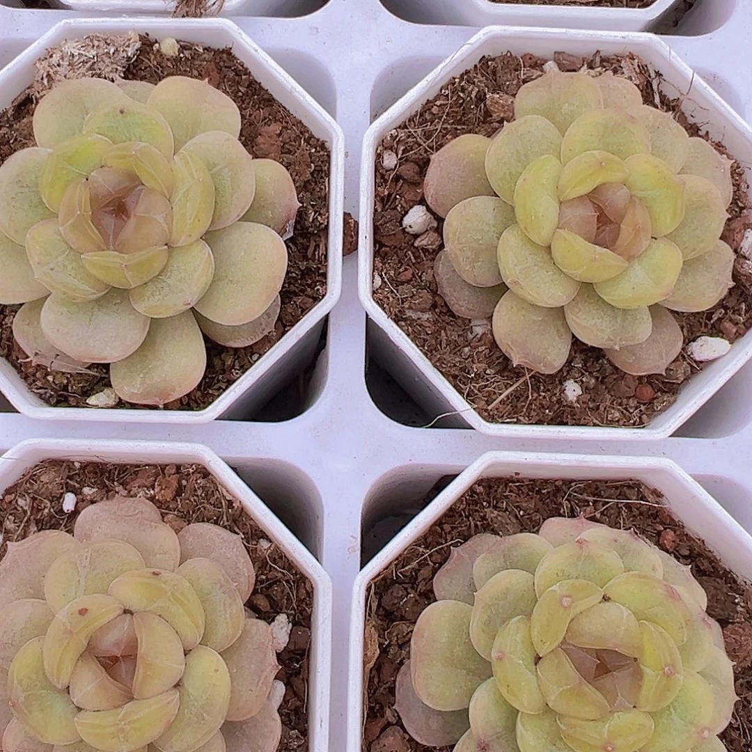 单头彩恋19包邮多肉