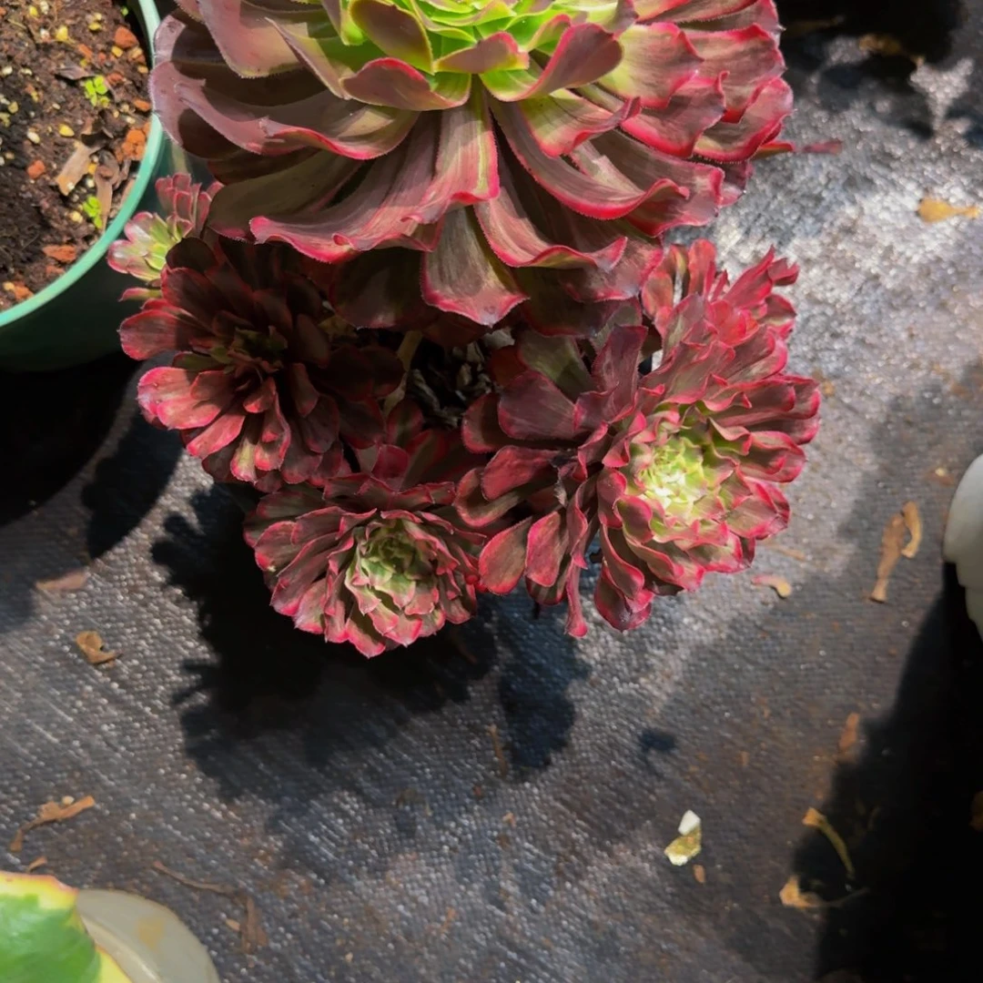 旋***风045多肉植物法师号
