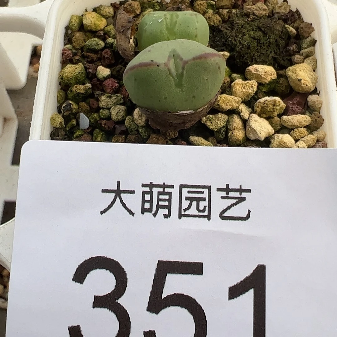 一物一拍脱土发351