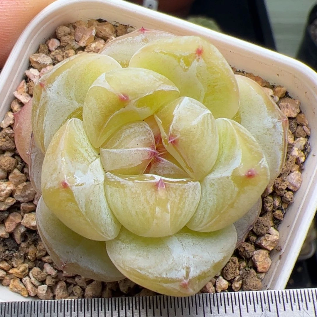 251 多肉植物组合