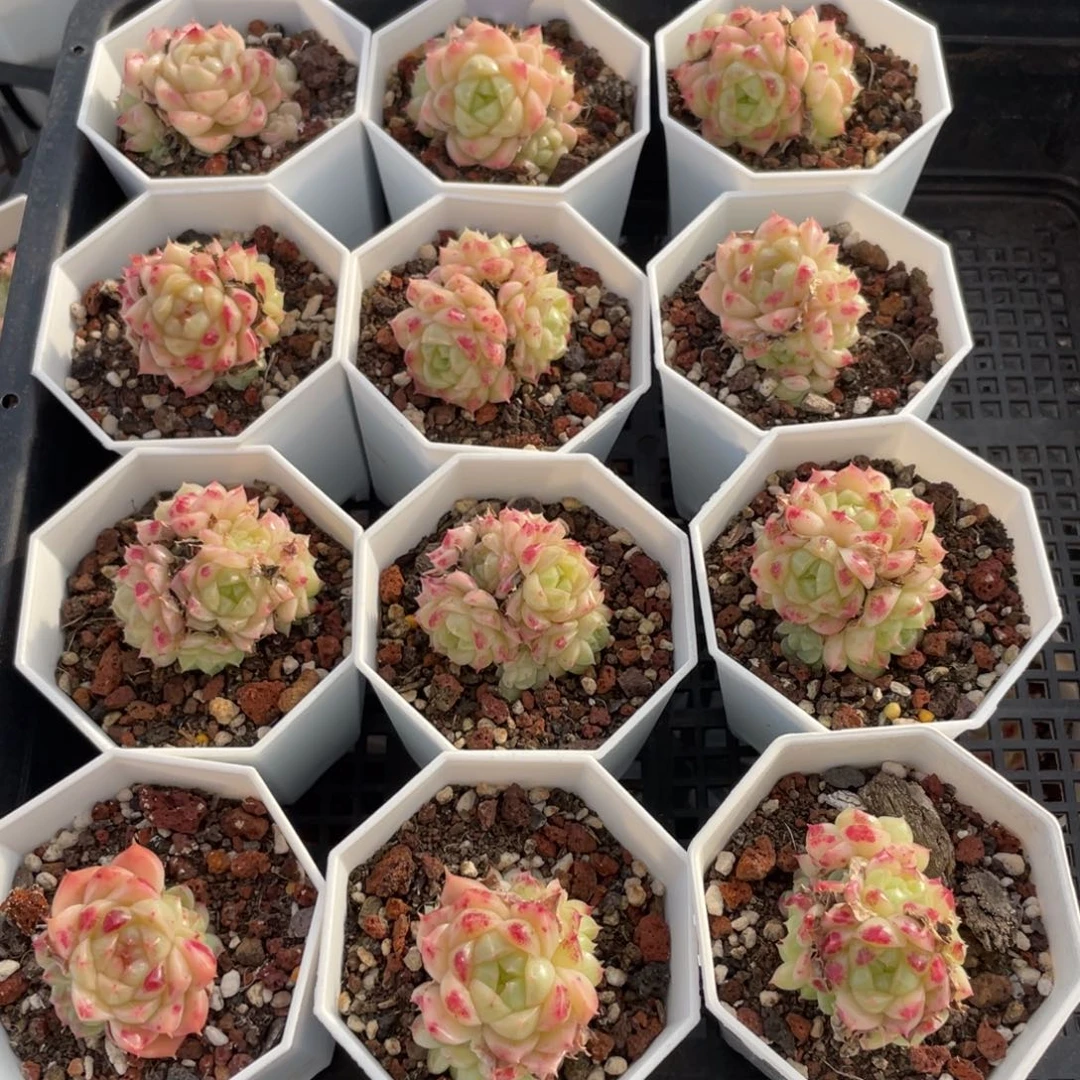 不包整散 盆子不售后0173