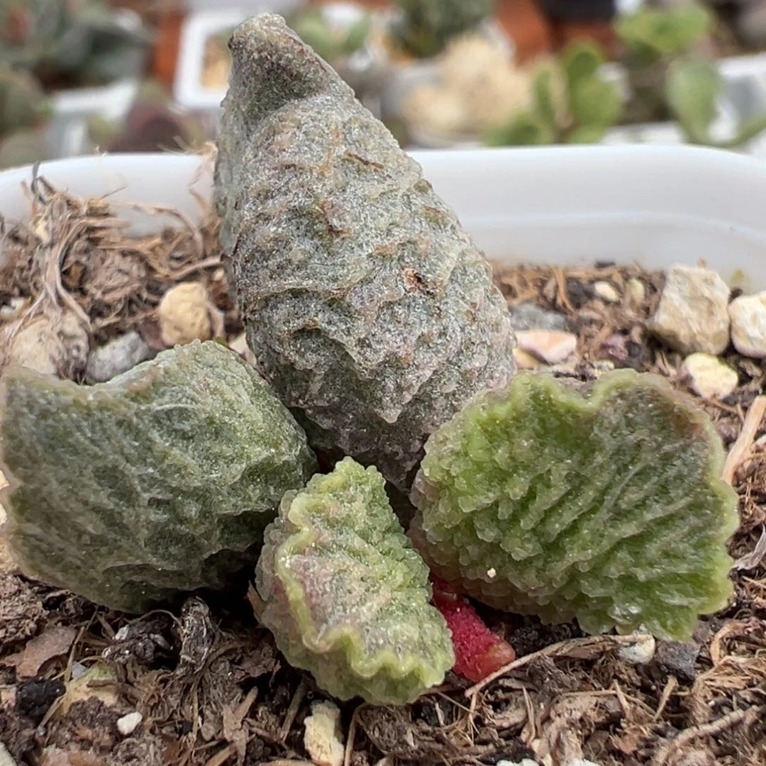 大鱼海棠带倒刺多肉植物