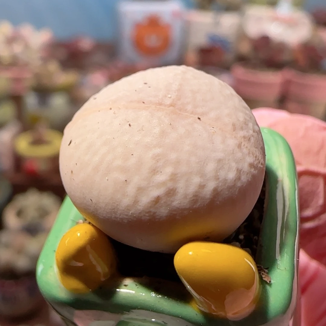 圆滚滚高尔夫 盆口2cm