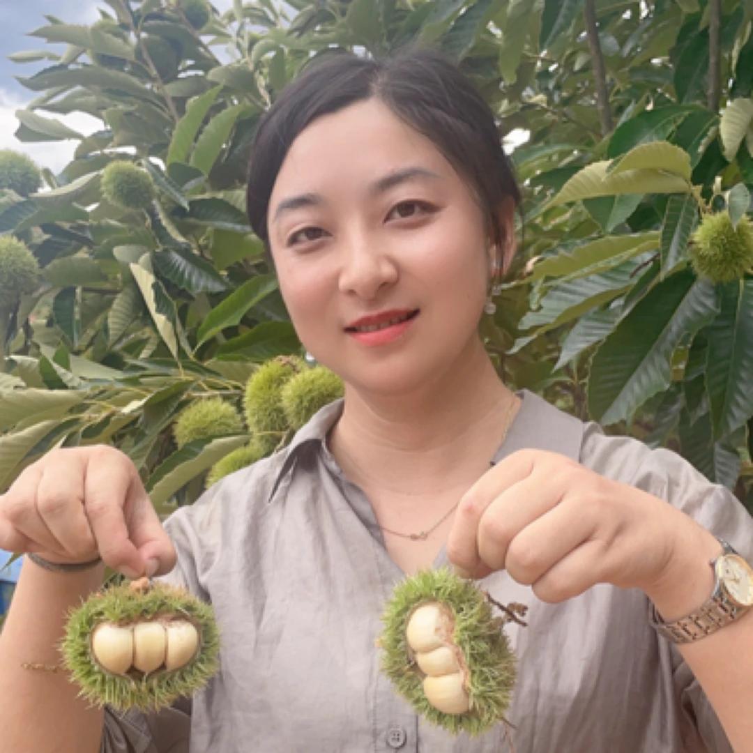 2025年云南新鲜青刺球嫩板栗现摘现发3斤/5斤包邮