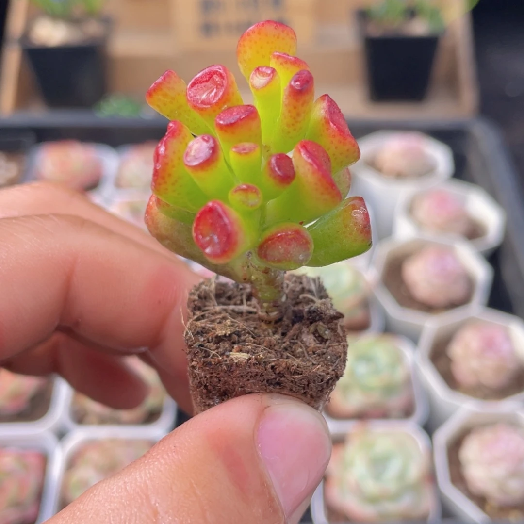 吸财树多肉9.9包邮发货