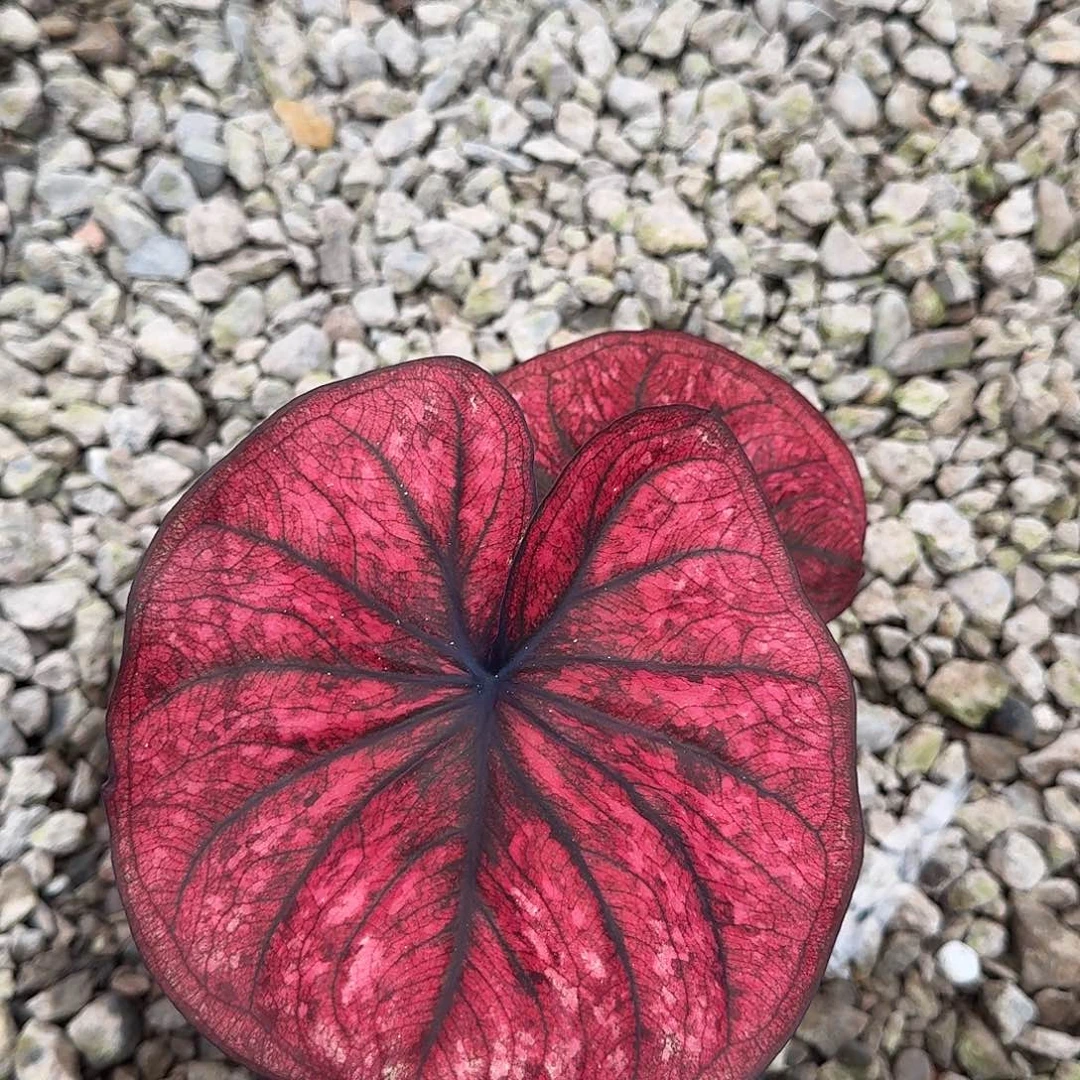 完全开放Q528个体养定