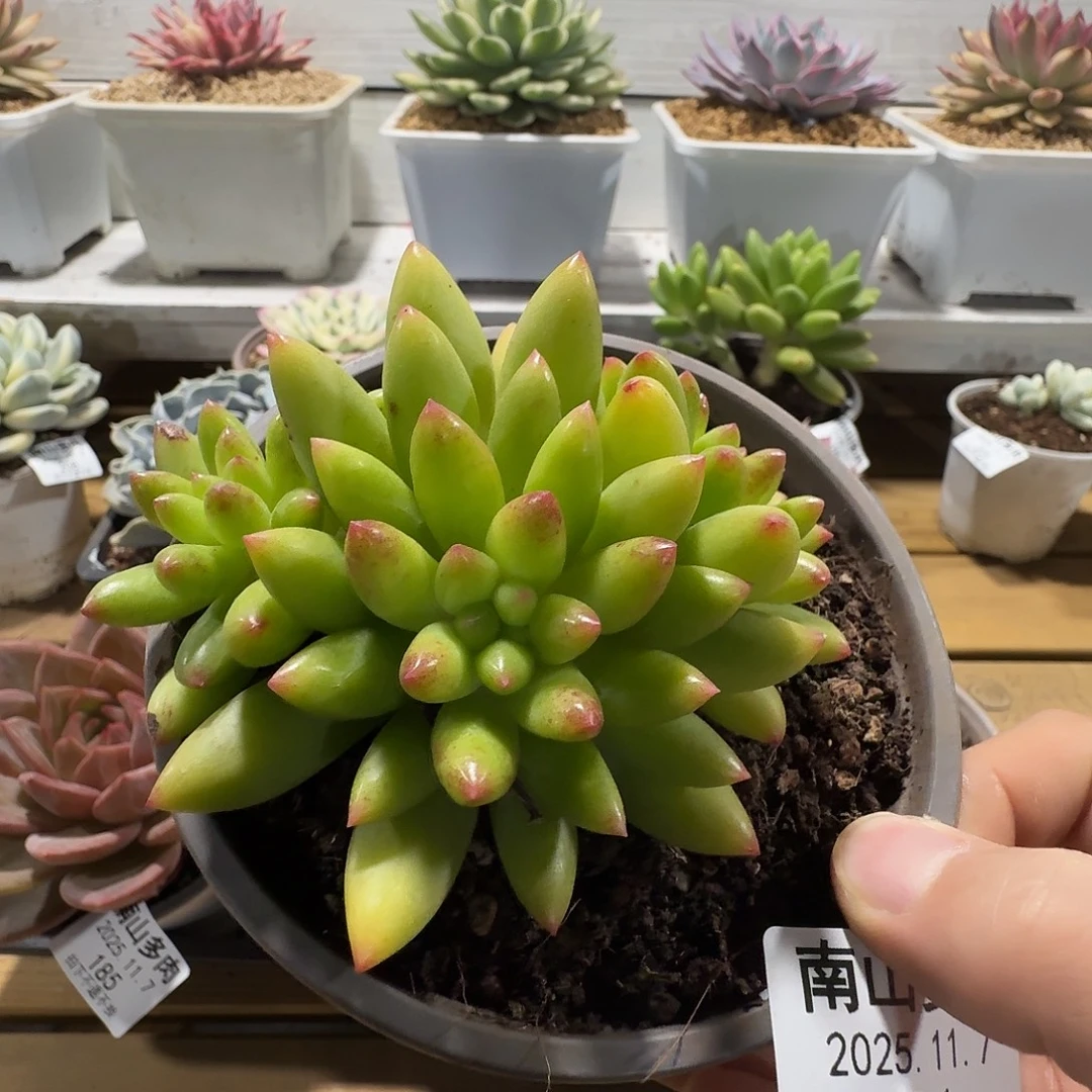 三头红辣椒111107-184