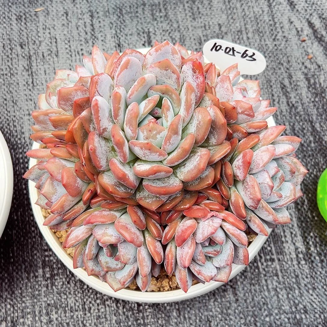 1005-63石榴籽星影手捧