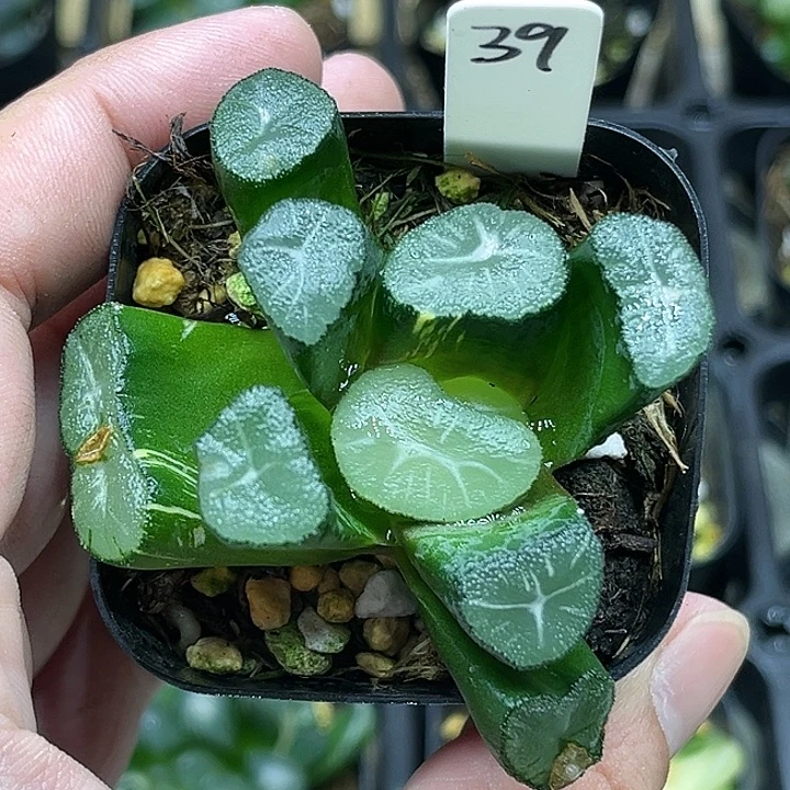 39巨大化玉龙万象锦