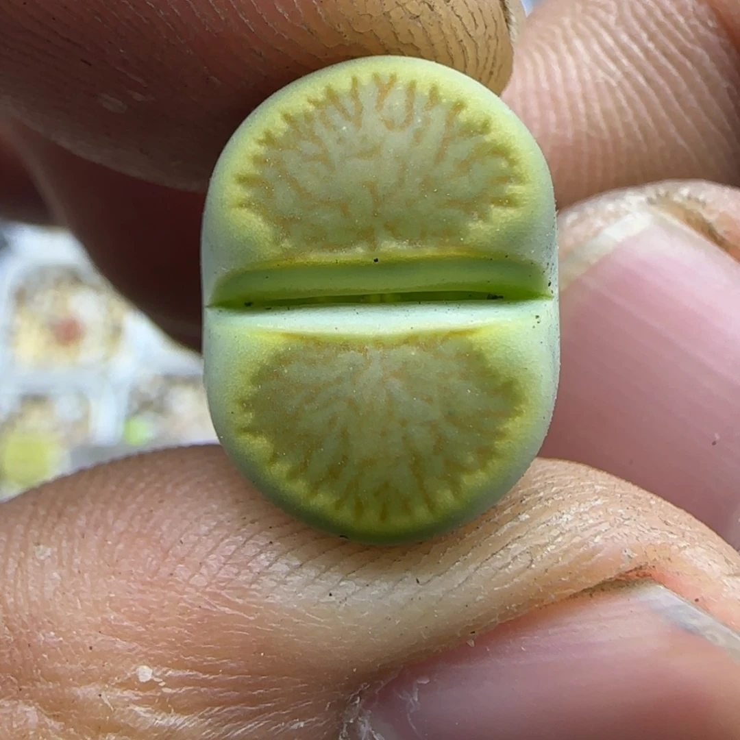 555 生石花大棚直播