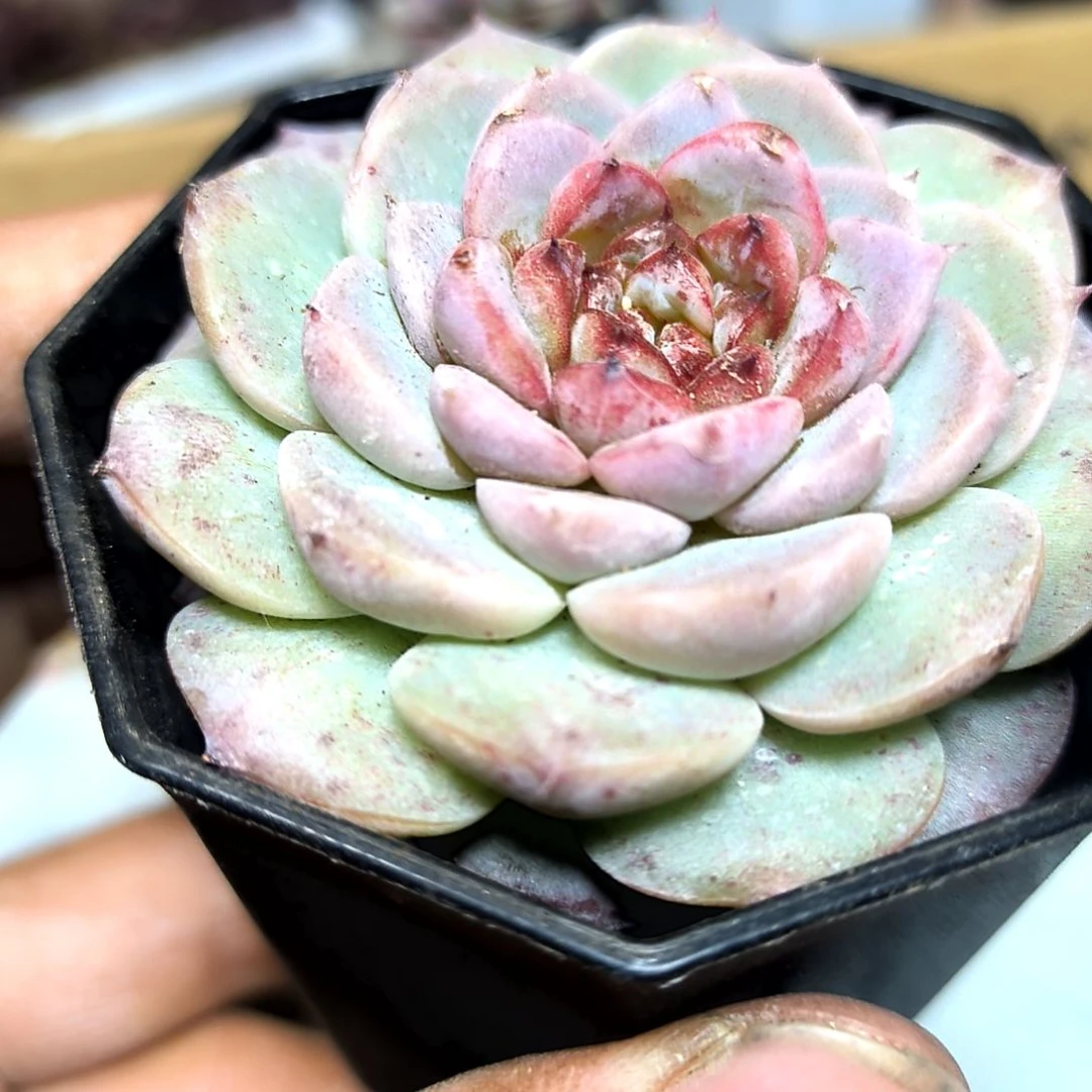 满6元包邮，大颗糖心天鹅绒