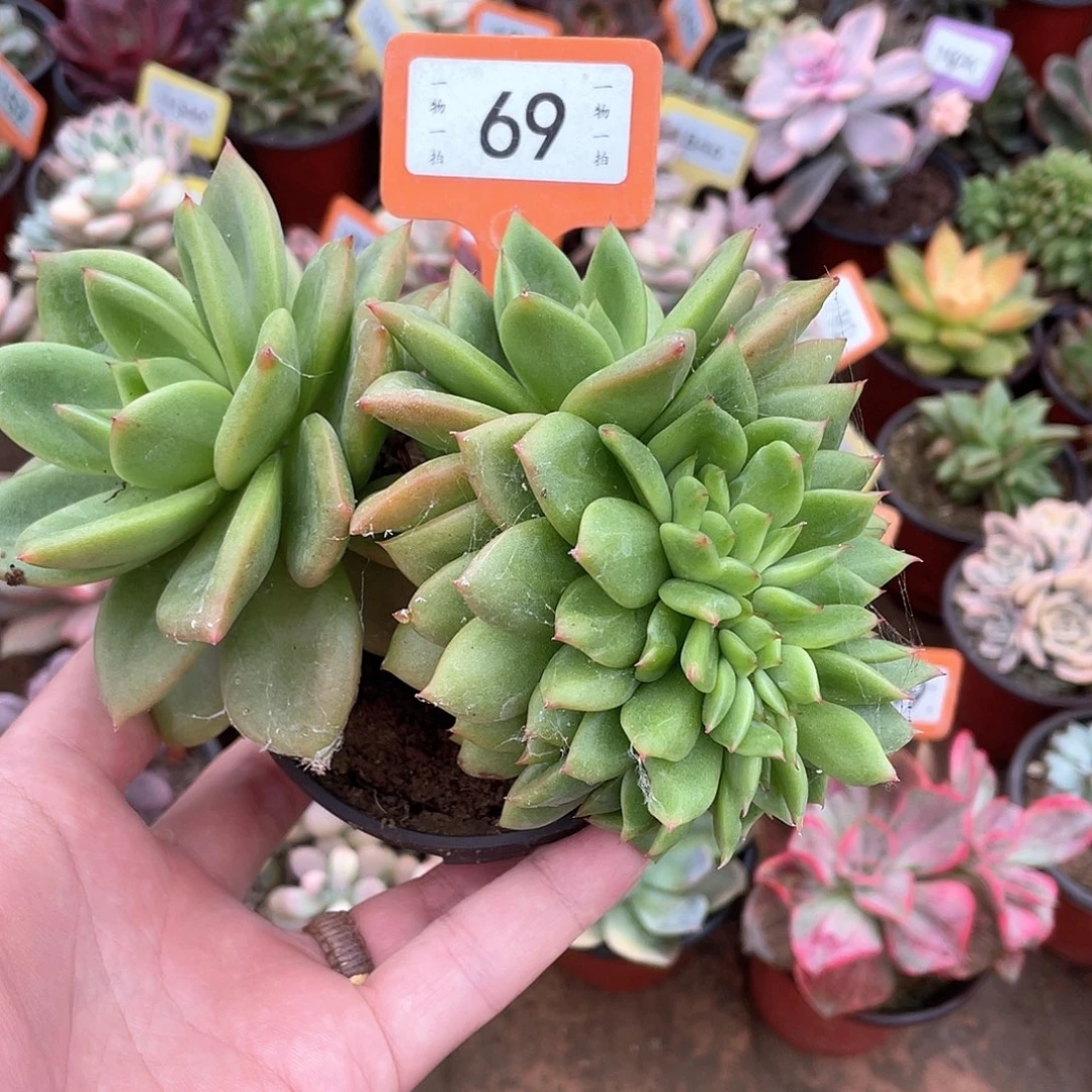 热***活69号多肉植物盆栽