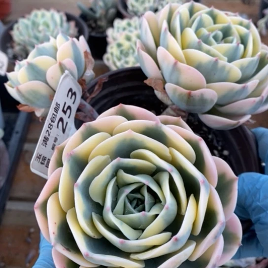 253一一一一一一一一一