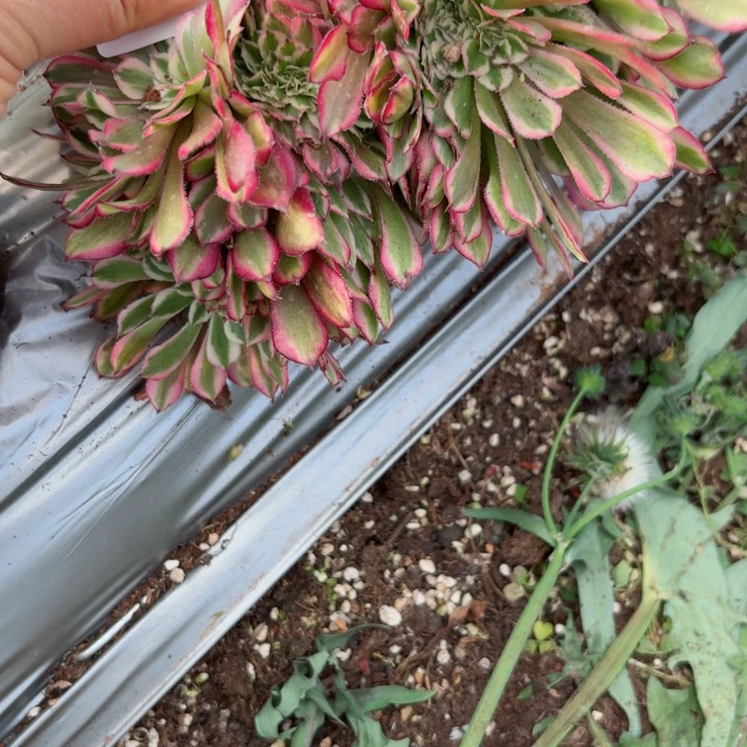 我8425 号多肉法师新年特价