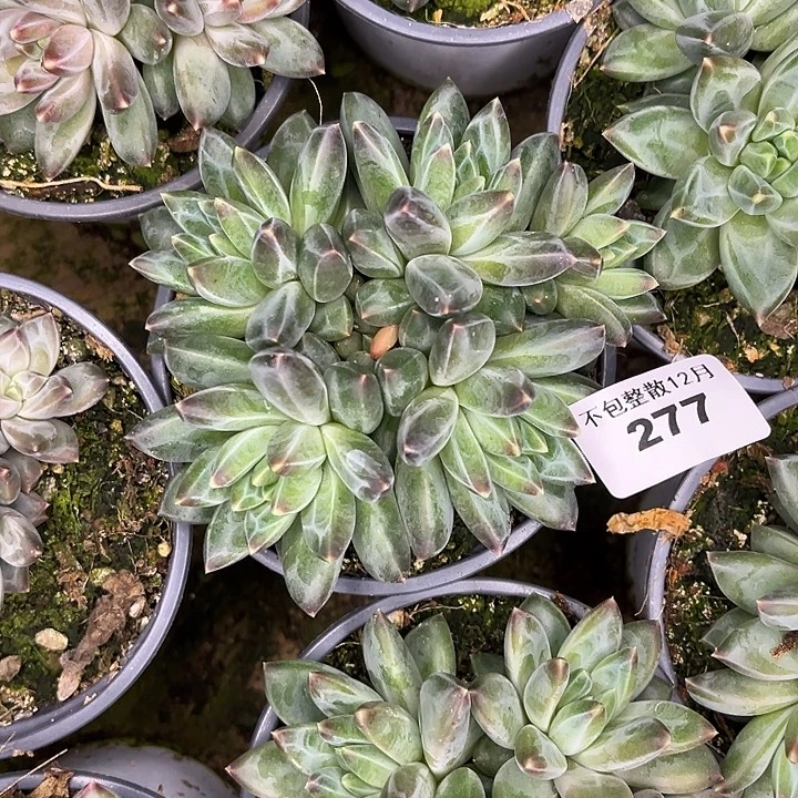 阿雅园艺。      277