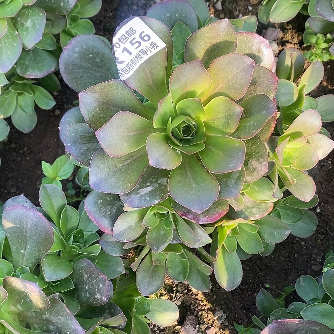 156魅金玫瑰多肉