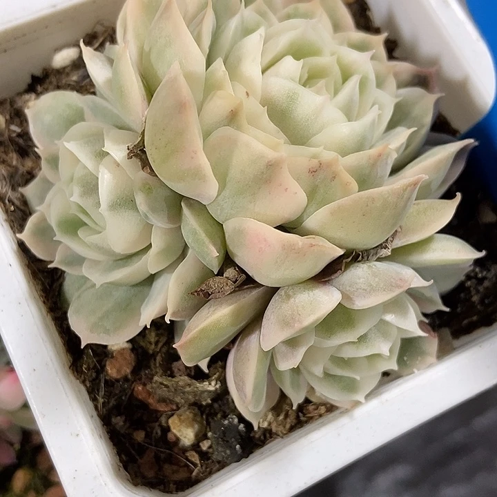 多肉植物昂斯诺锦801