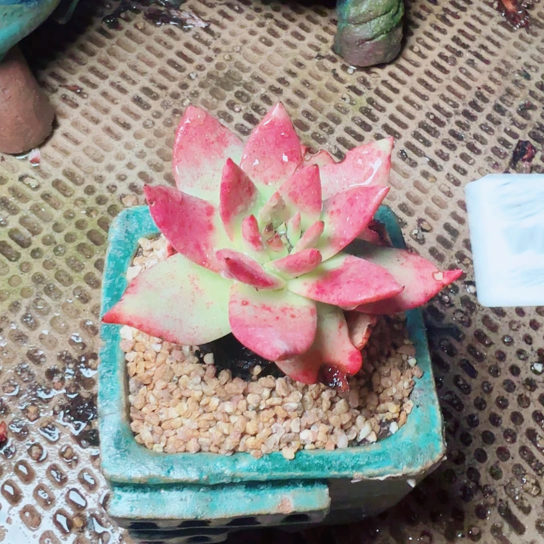 6605绿雪山仙女杯多肉