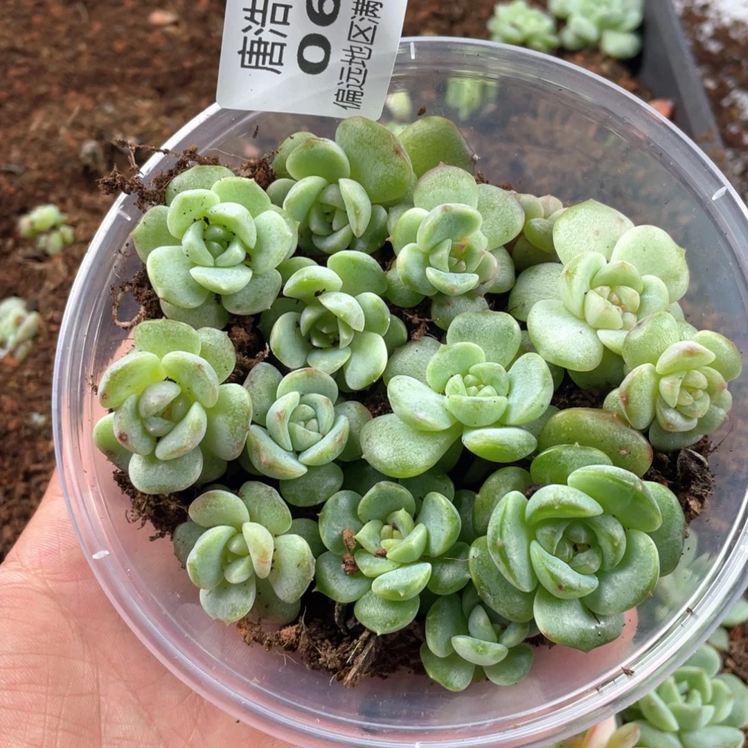 糖心珍妮混一物一拍069