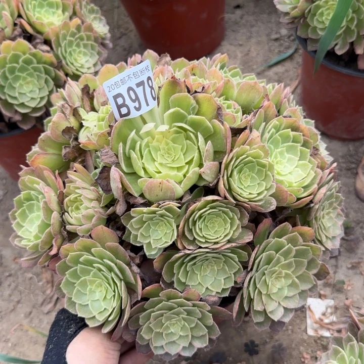万花筒……多肉植物……