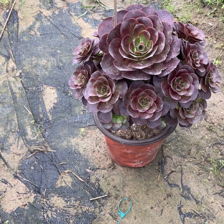 21魅金多肉多肉植物