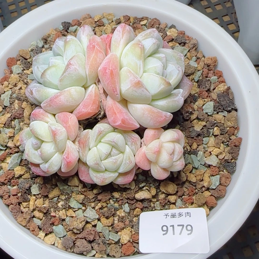 冰玉群无砍，9179多肉植物