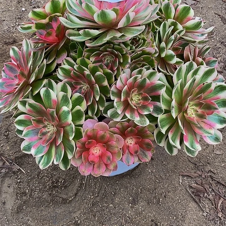 朴****多肉植物荔枝068多肉