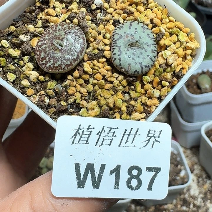 -87号多肉植物哇f g