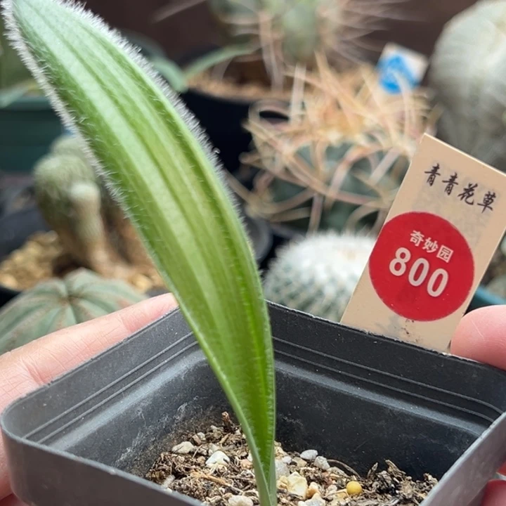 毛叶石蒜一棵仙人球