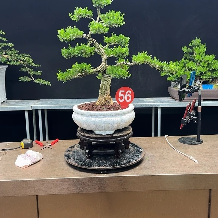 无花朵黄杨黄杨黄杨黄杨