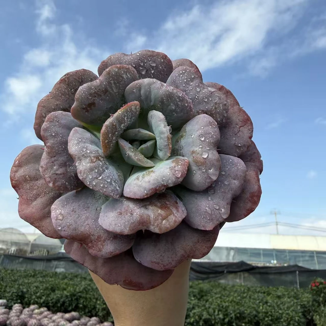 星之月多肉植物 买一送一