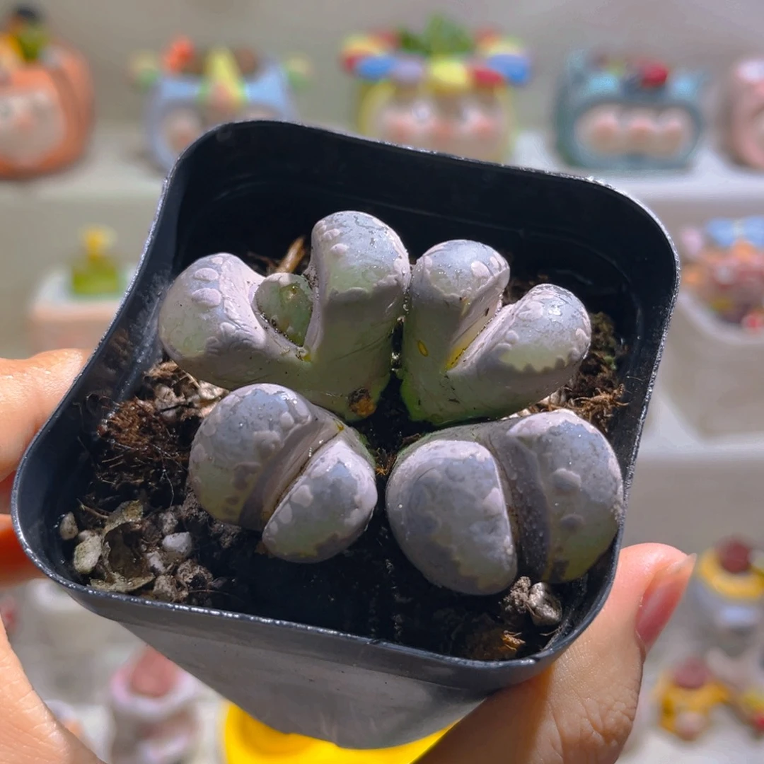 063紫大牙4头38一颗