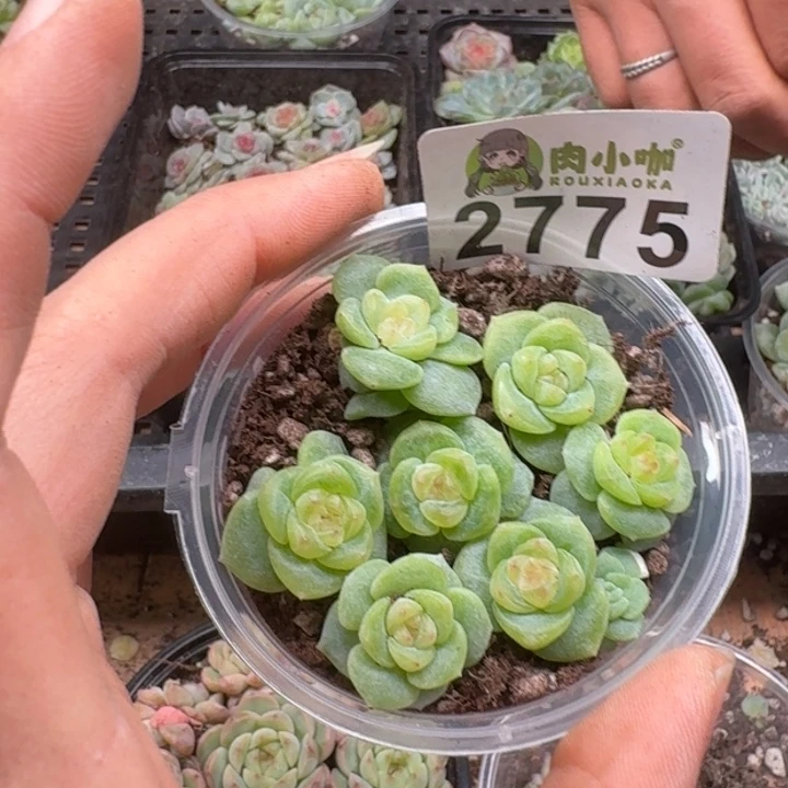 多肉植物多肉植物