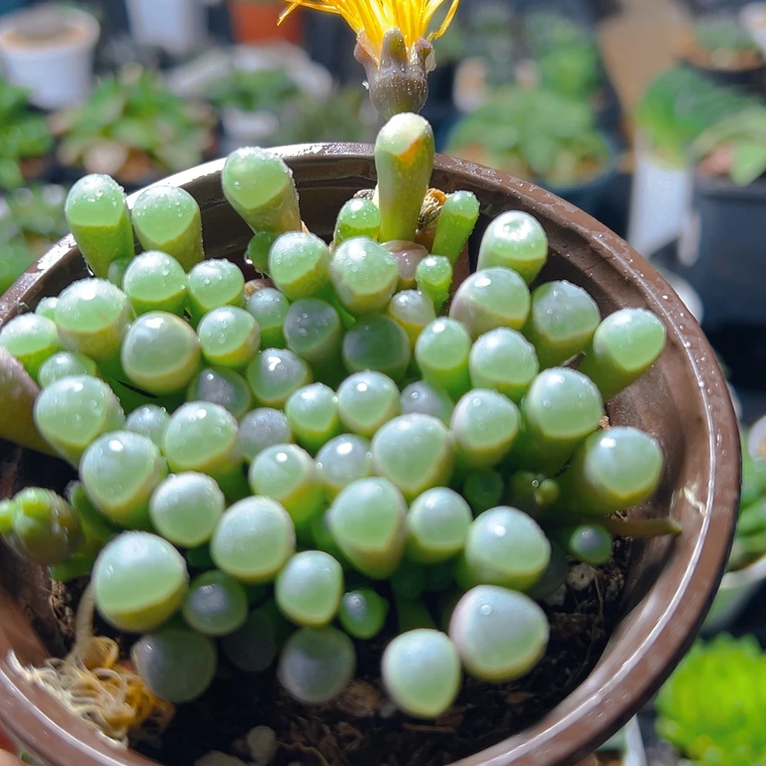 五十玲玉玉露多肉多肉