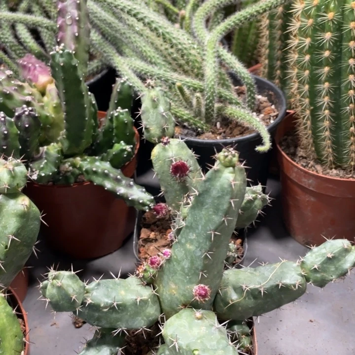 红花美花角带花苞小自根9.99