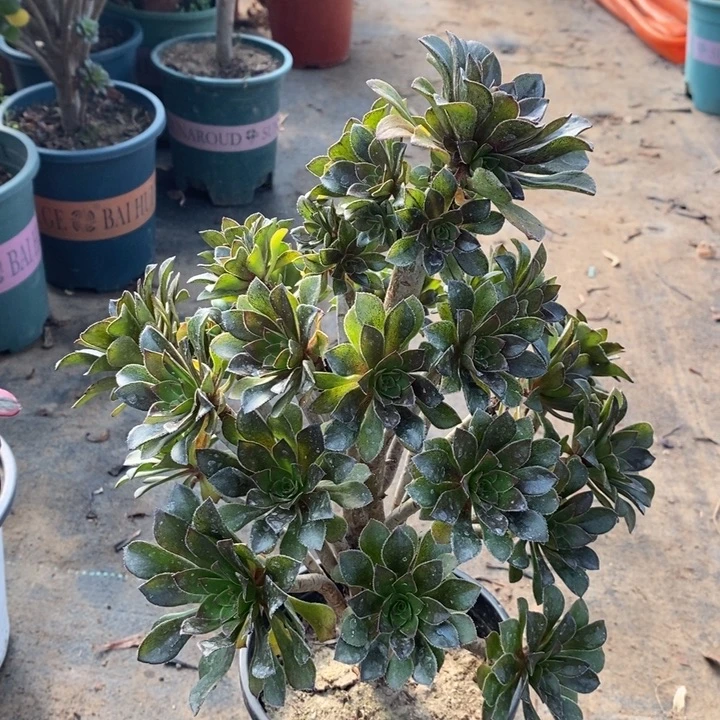 灰法35多肉植物法师法师